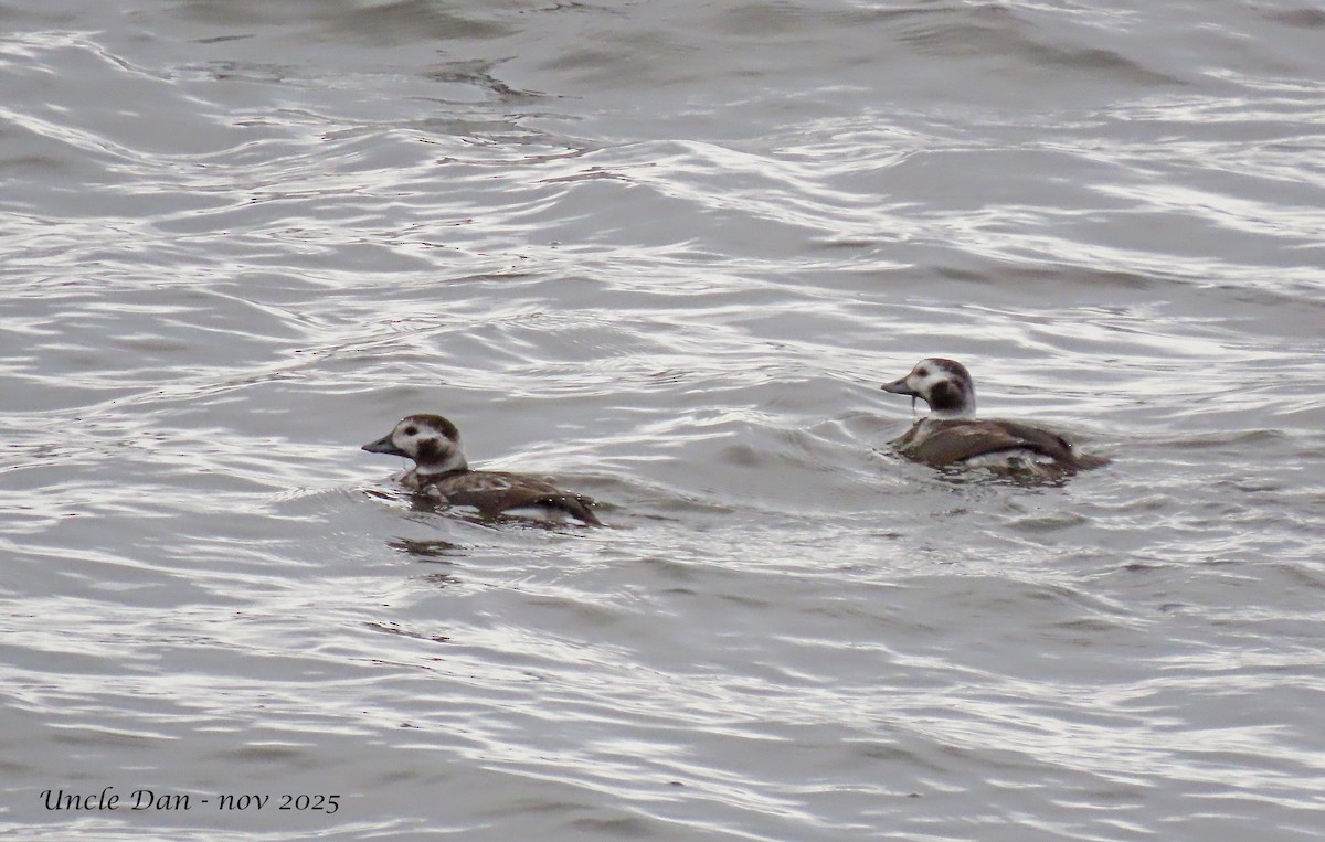 Long-tailed Duck - ML645419364