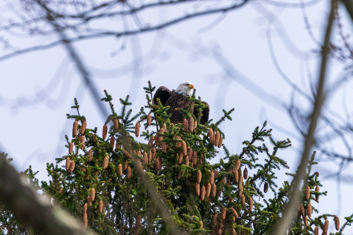 Bald Eagle - ML645419366
