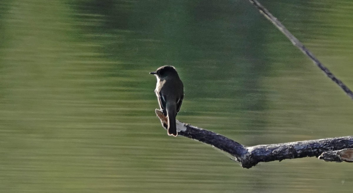 Eastern Phoebe - ML645419367