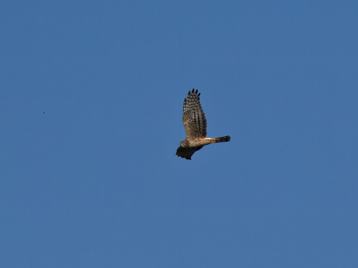 Northern Harrier - ML645419380
