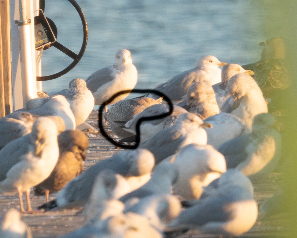 racek polární (ssp. thayeri) - ML645419383