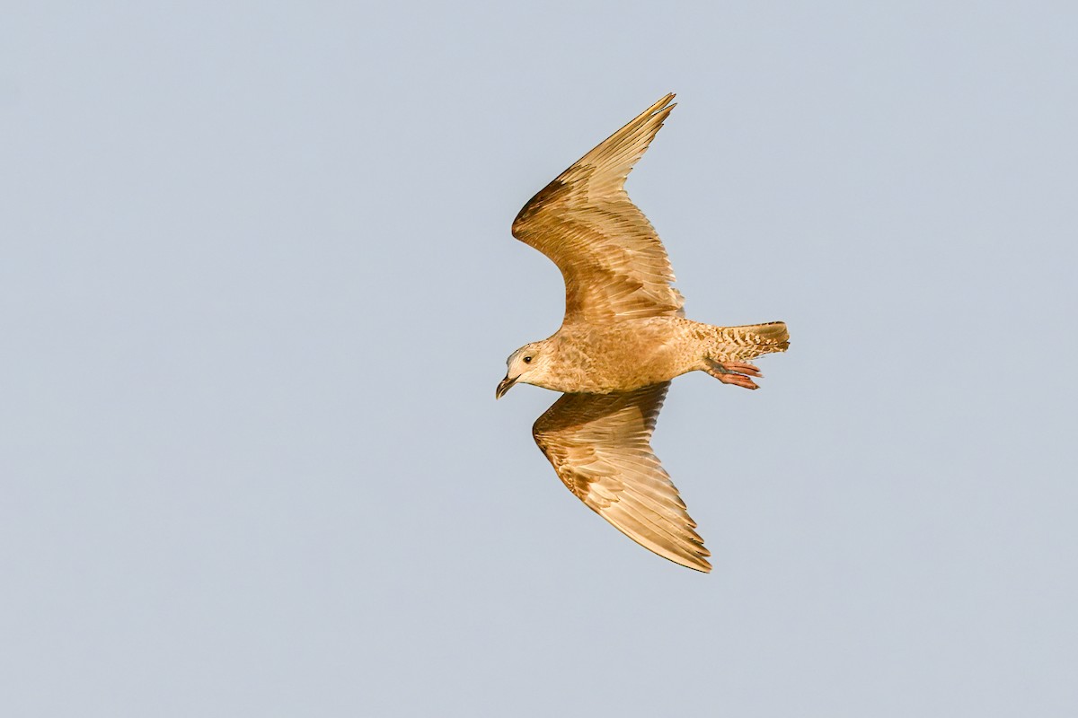 Larinae sp. - ML645419386