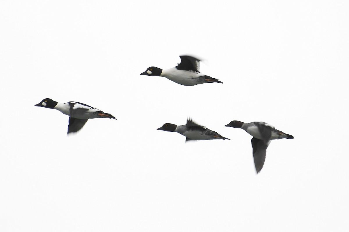 Common Goldeneye - ML645419388