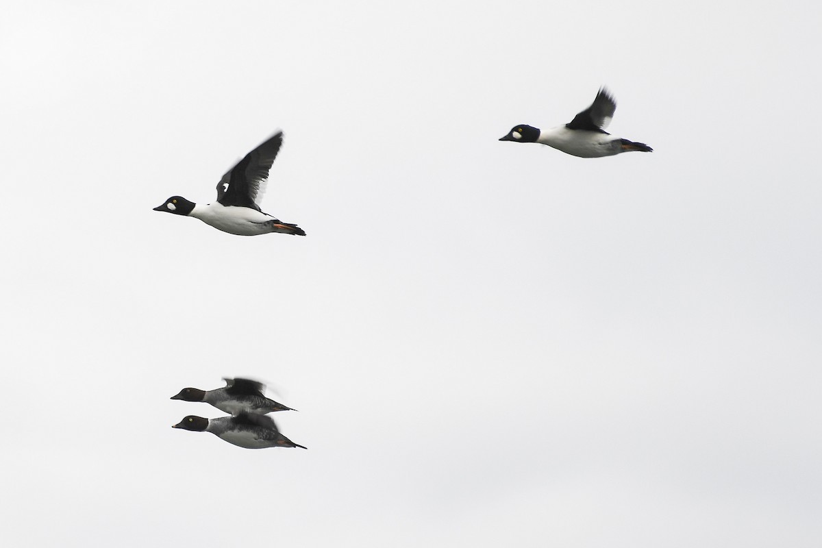 Common Goldeneye - ML645419389