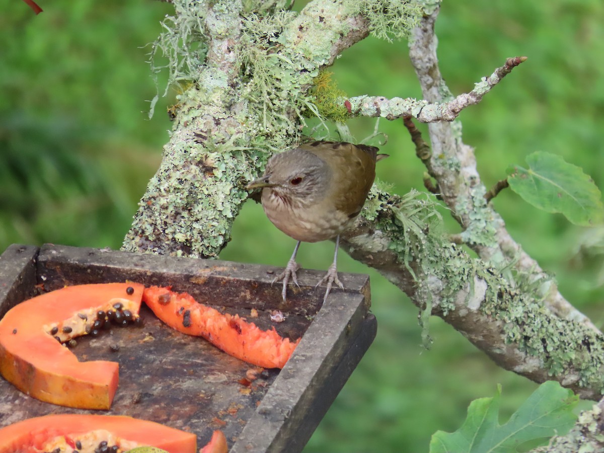 Pale-breasted Thrush - ML645419390