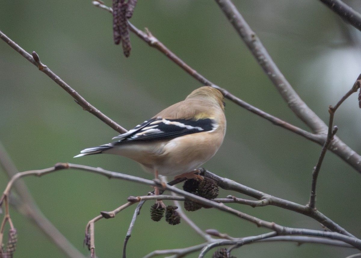 Altın İskete - ML645419392