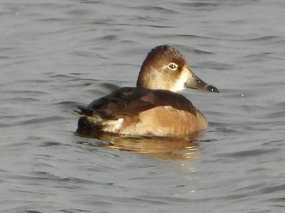 Ring-necked Duck - ML645419394