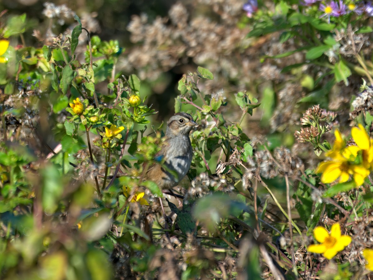 Bruant des marais - ML645419406