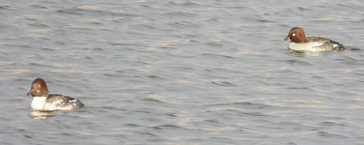 Common Goldeneye - ML645419407