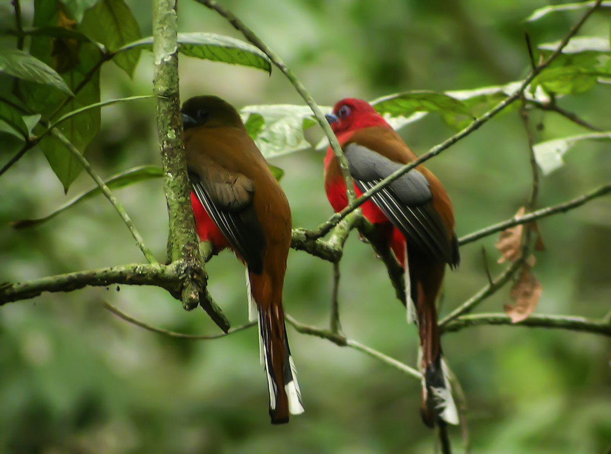 ズアカキヌバネドリ - ML645419410