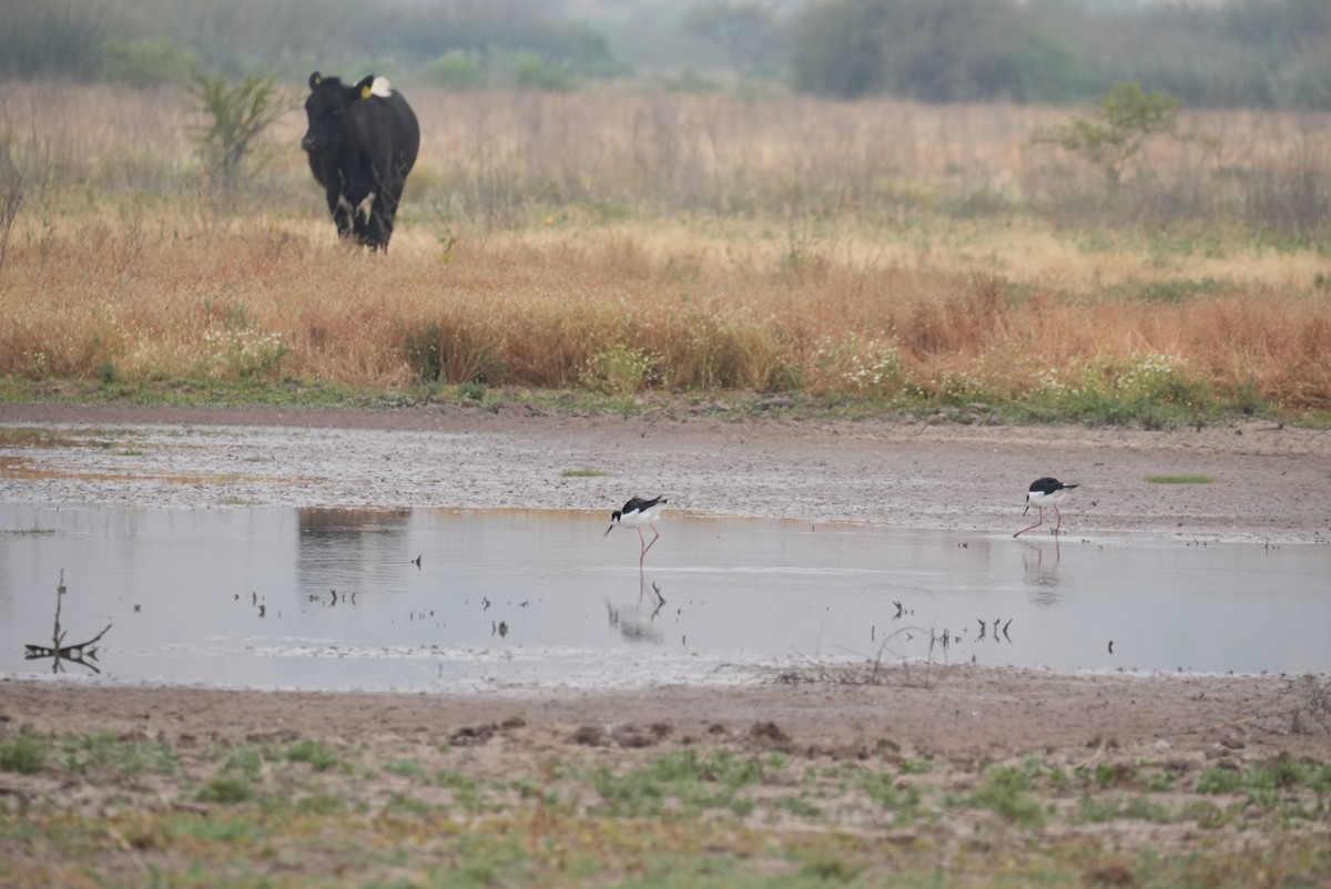 Cattle - ML645419412