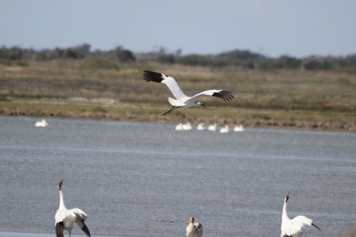 Whooping Crane - ML645419423
