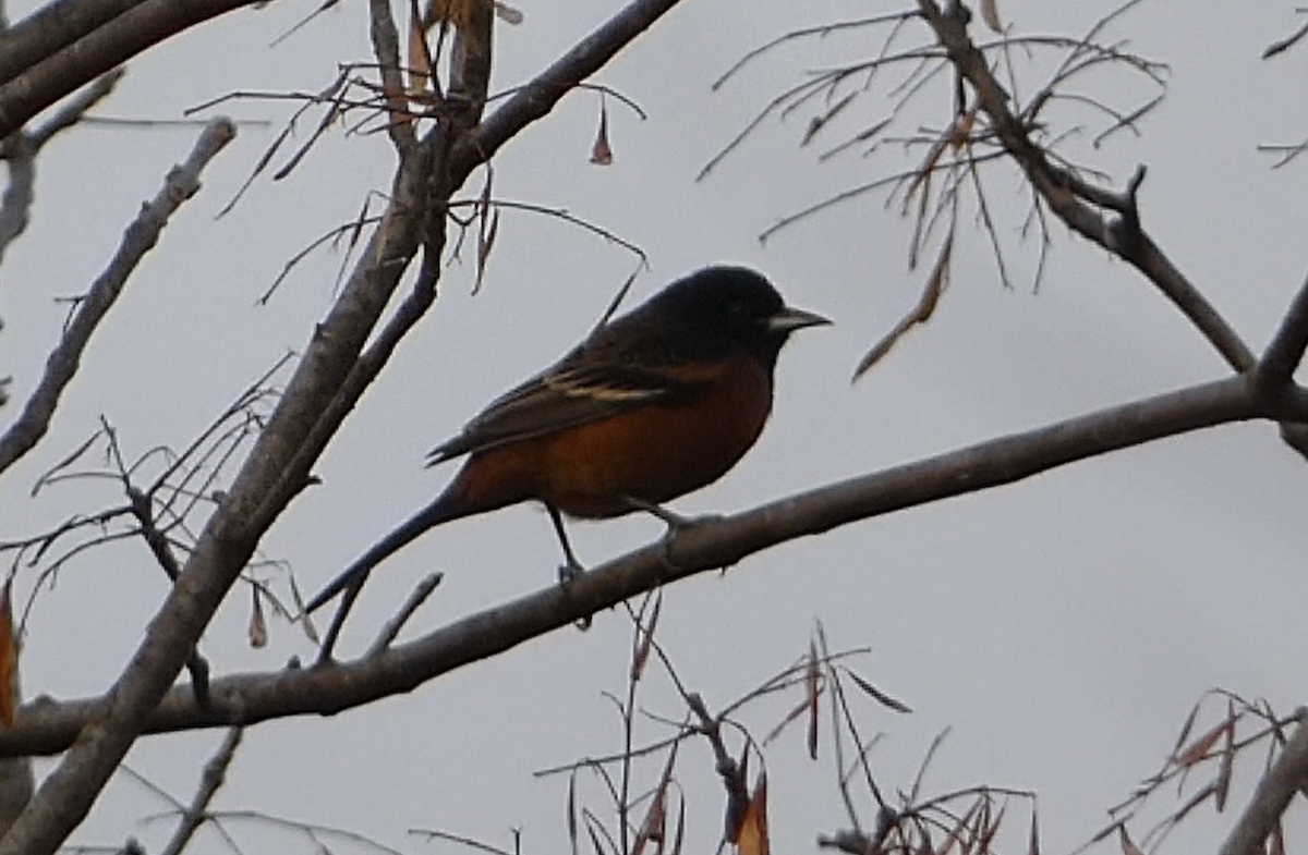 Orchard Oriole - ML645419426