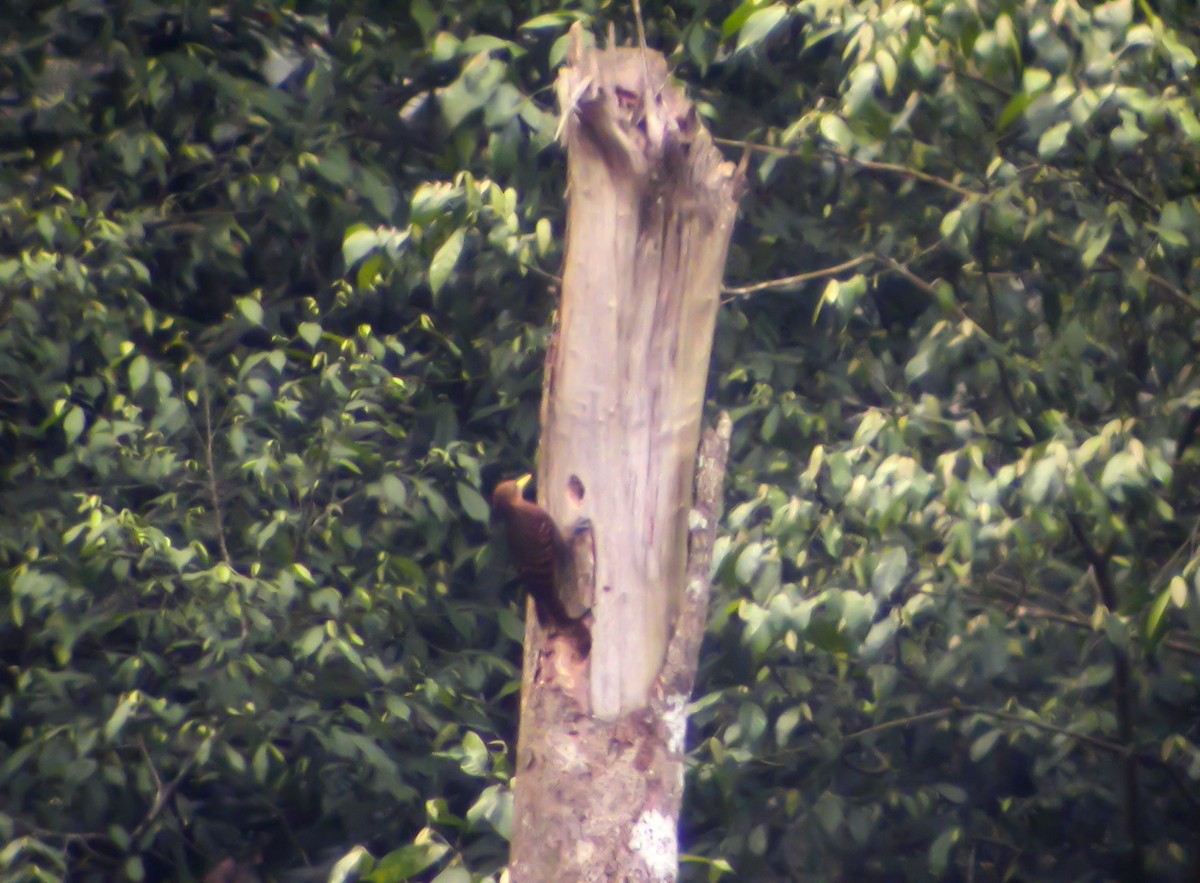 Bay Woodpecker - ML645419428