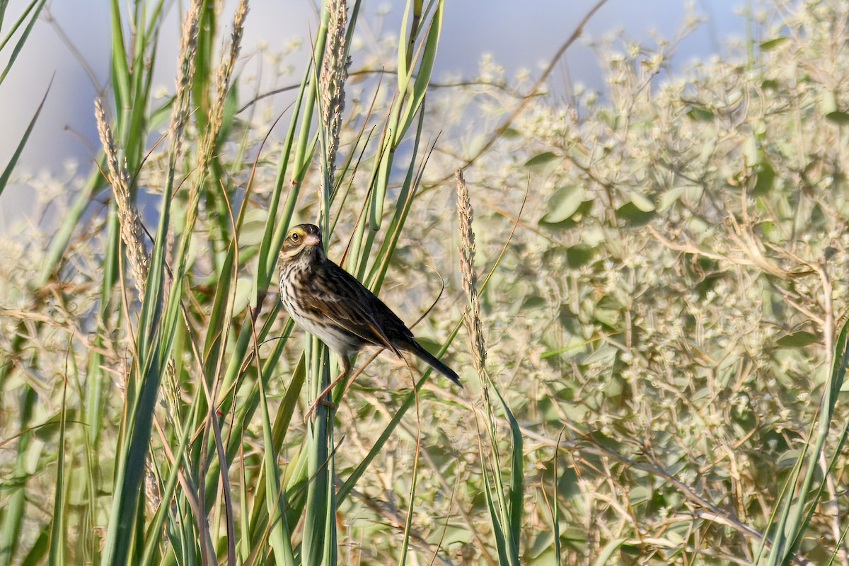 Пасовник савановий - ML645419431