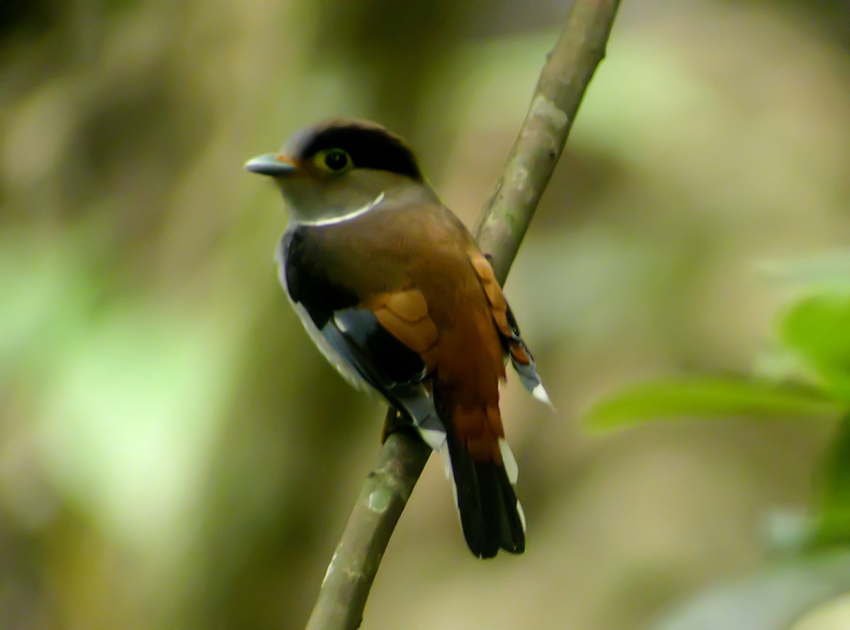 Рогодзьоб синьокрилий - ML645419434