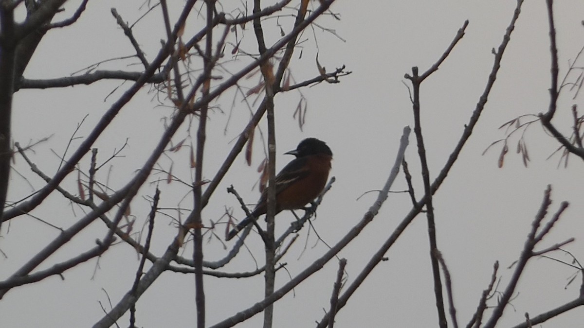 Orchard Oriole - ML645419436