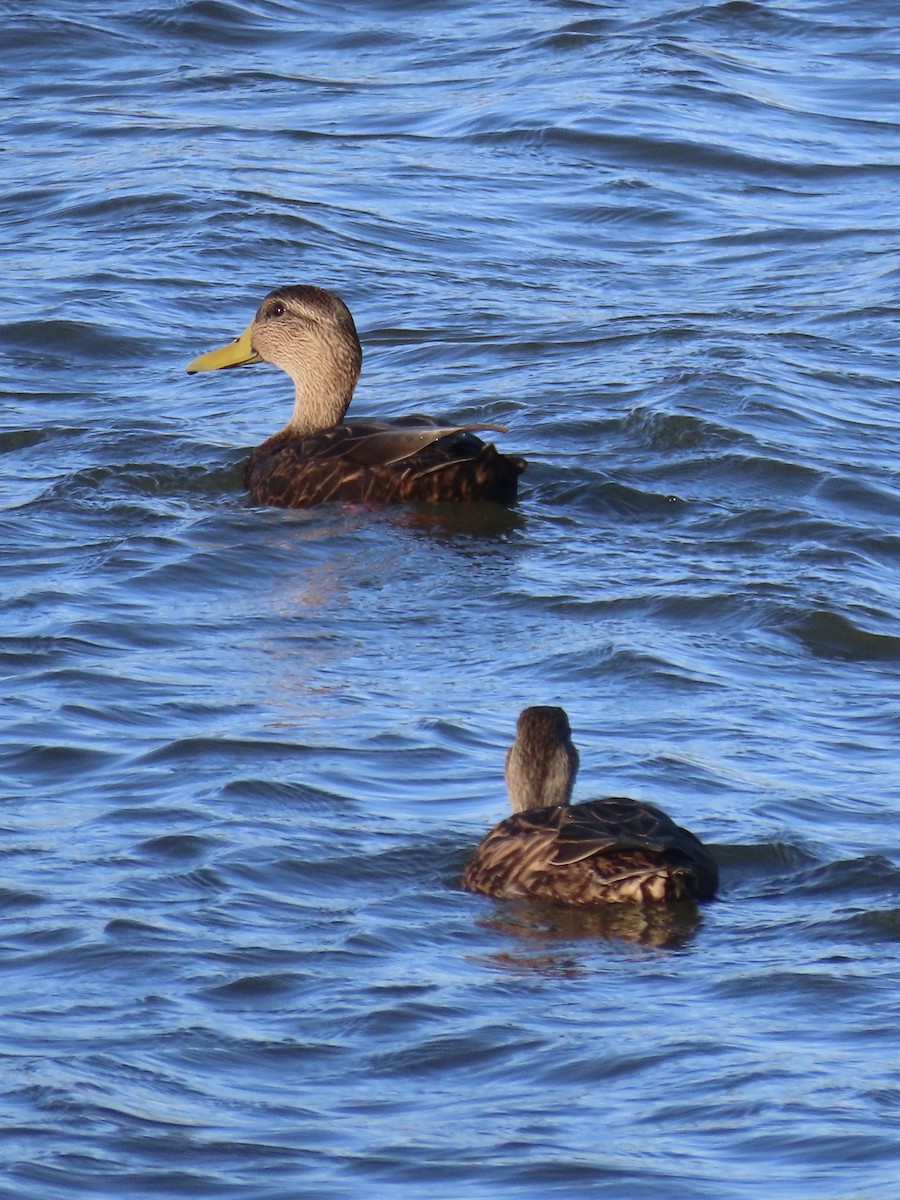 kachna tmavá - ML645419446