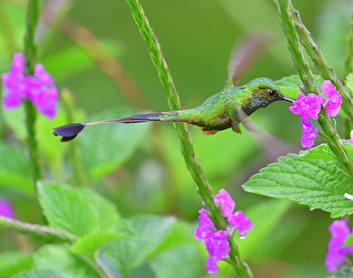 Peruvian Racket-tail - ML645419447
