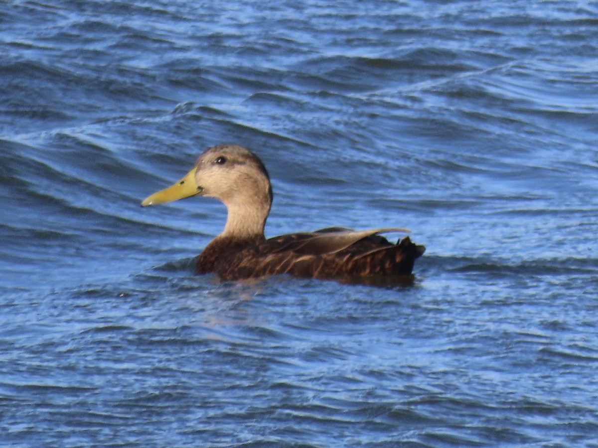 kachna tmavá - ML645419448