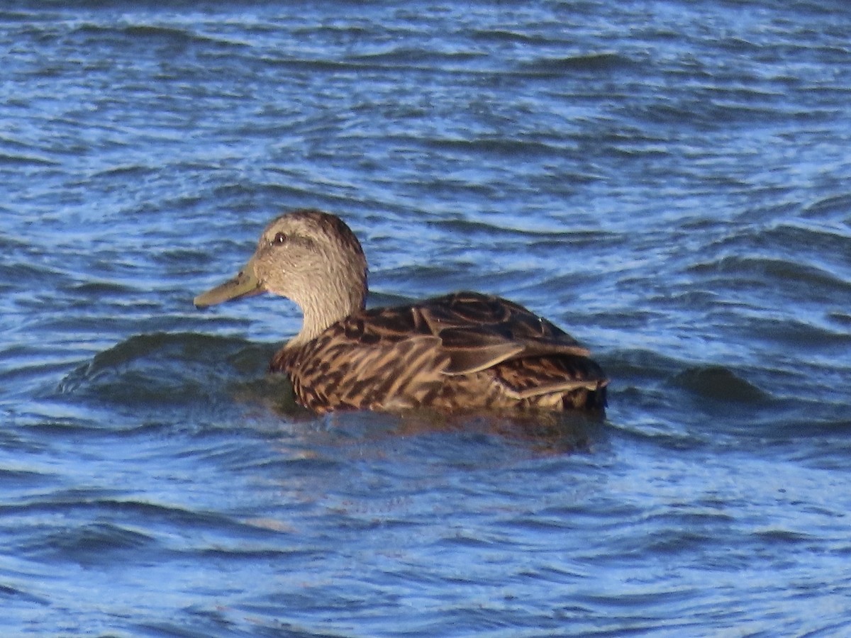 kachna tmavá - ML645419449