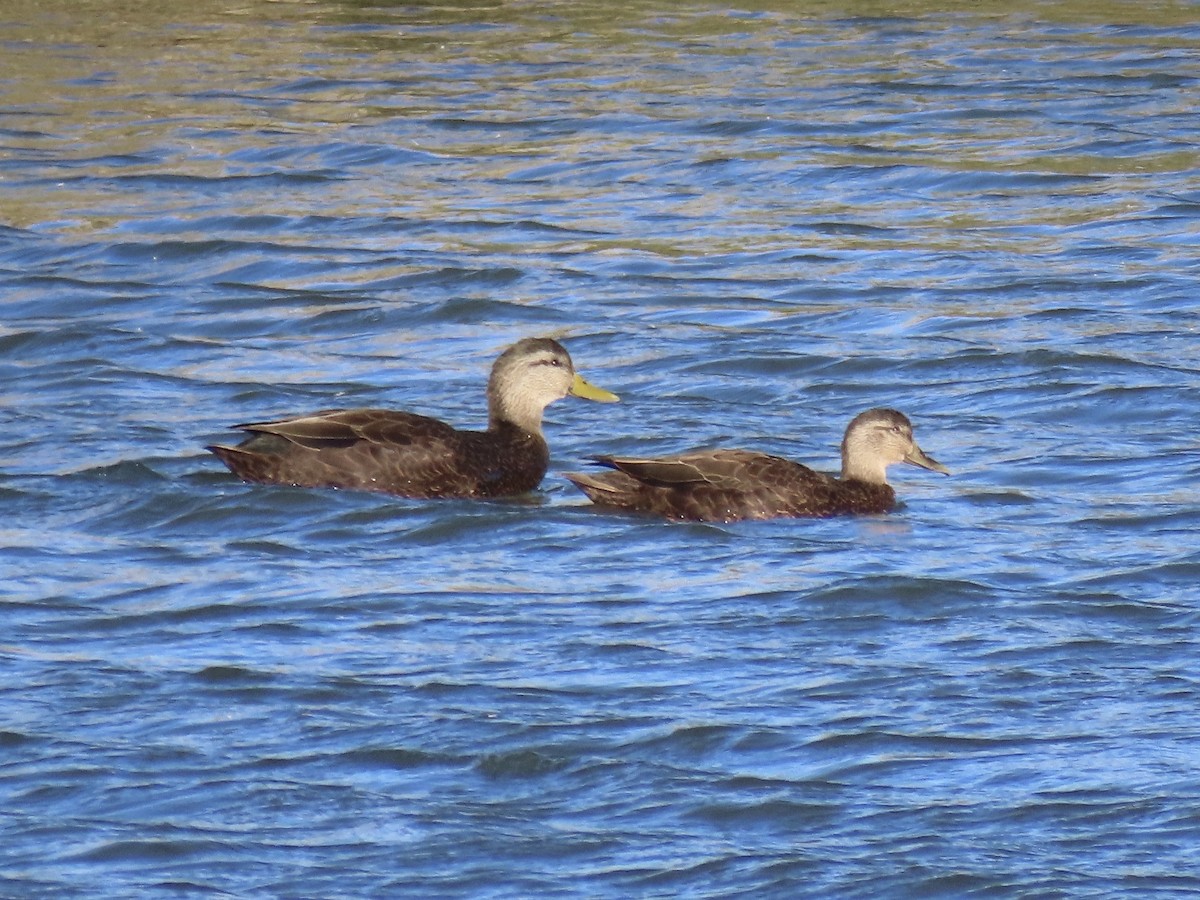 kachna tmavá - ML645419459