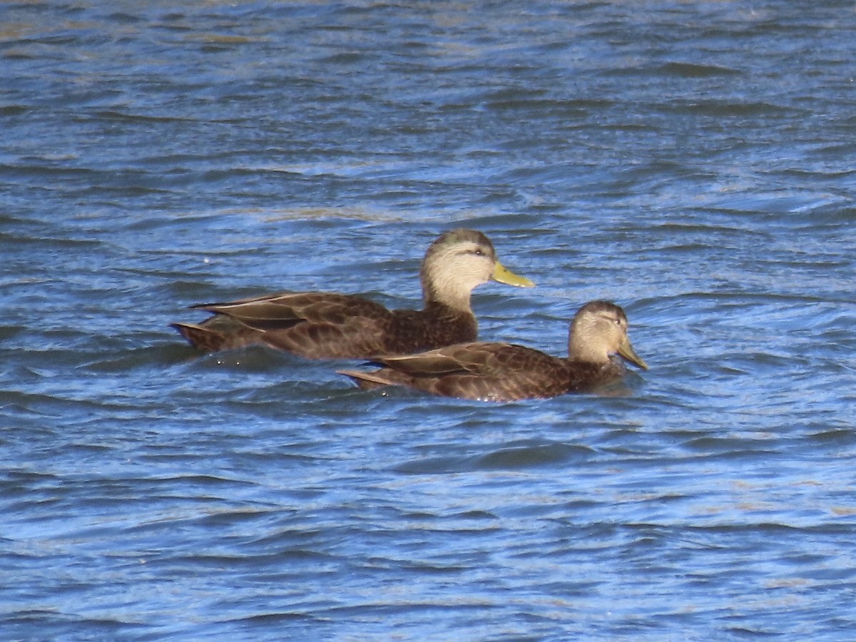 kachna tmavá - ML645419460