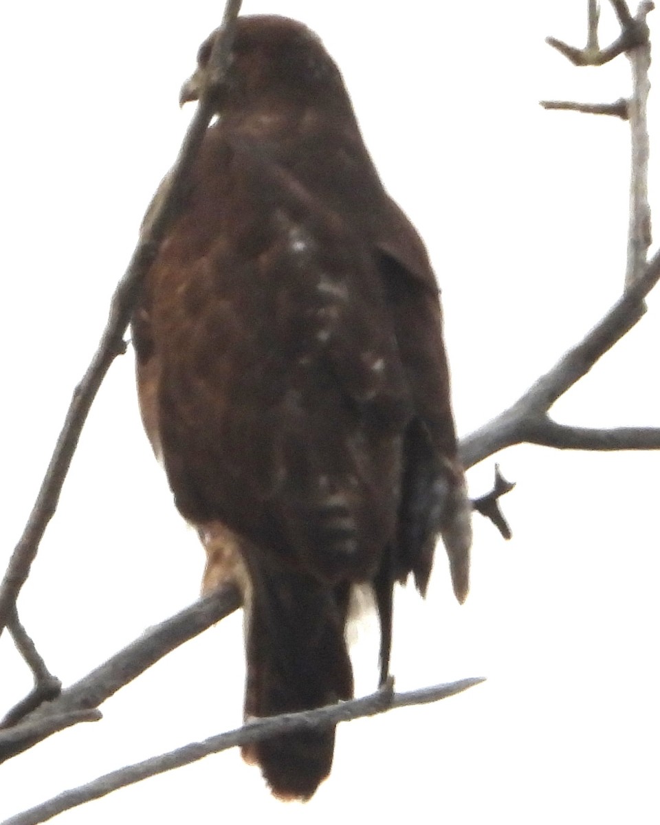 Red-tailed Hawk - ML645419462