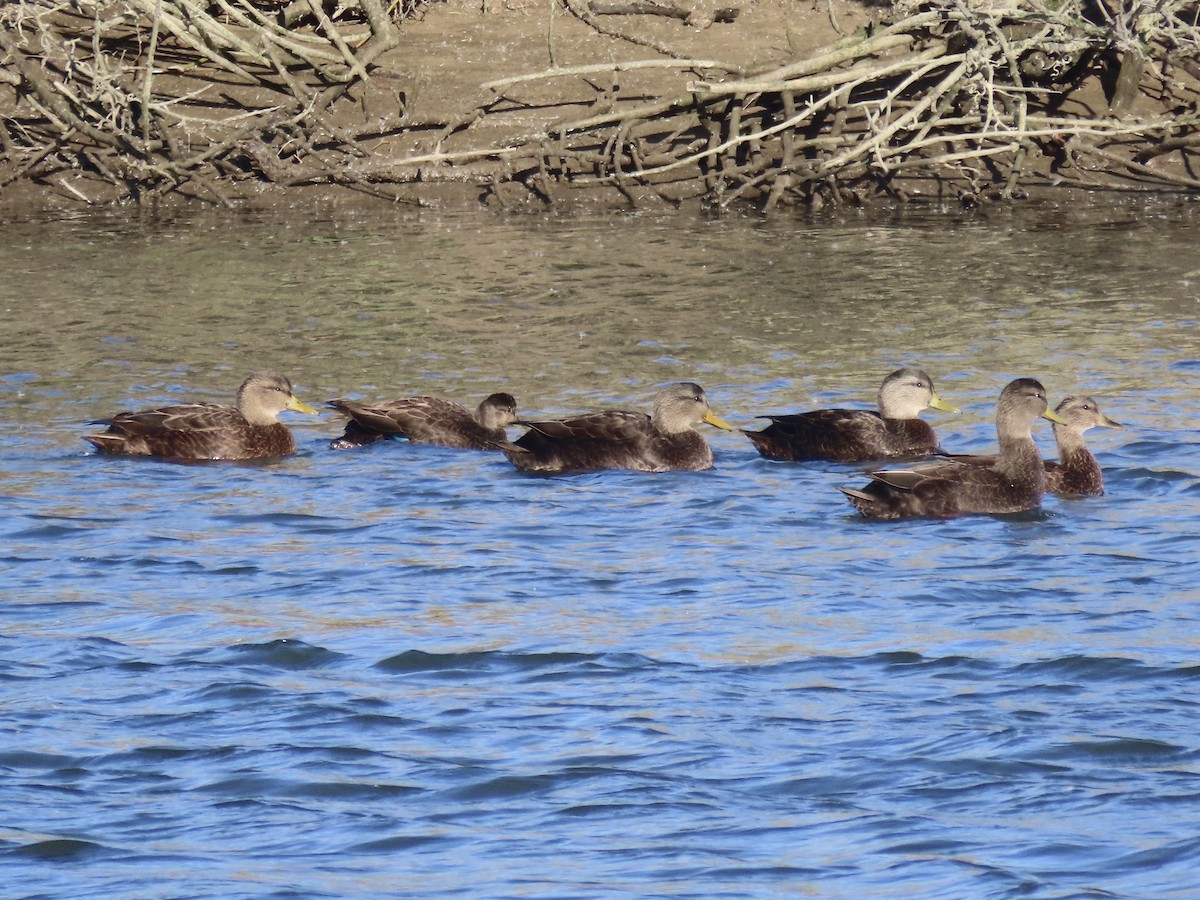 kachna tmavá - ML645419463