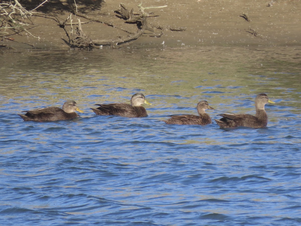 kachna tmavá - ML645419479