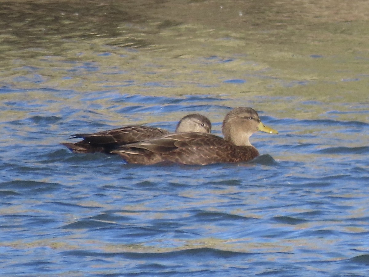 kachna tmavá - ML645419481