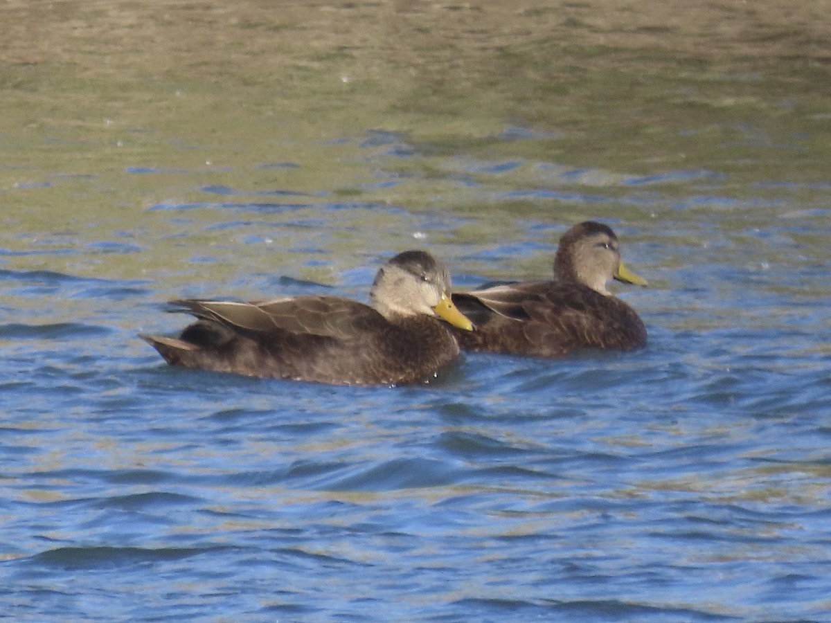 kachna tmavá - ML645419484