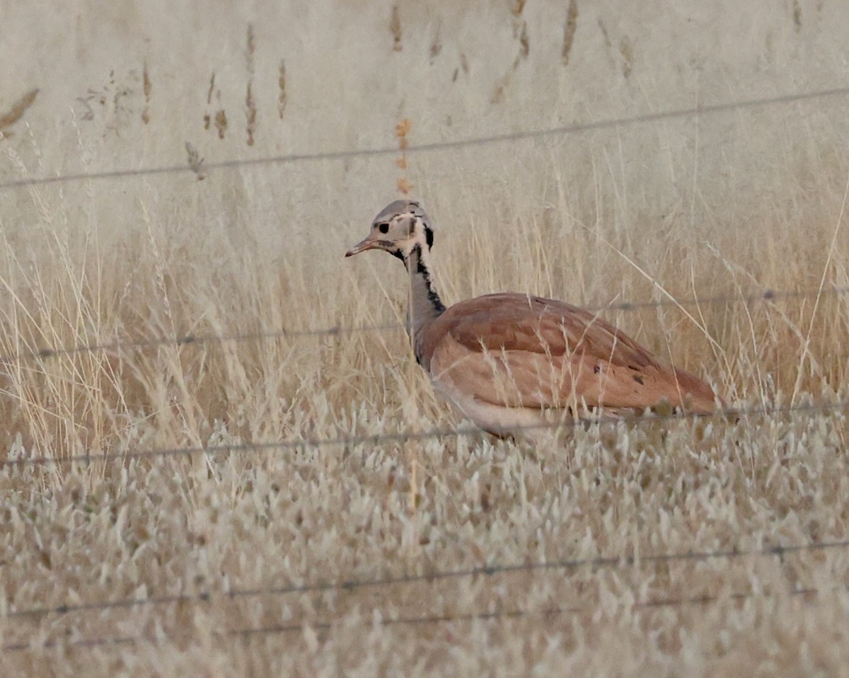 Rüppell's Bustard - ML645419488