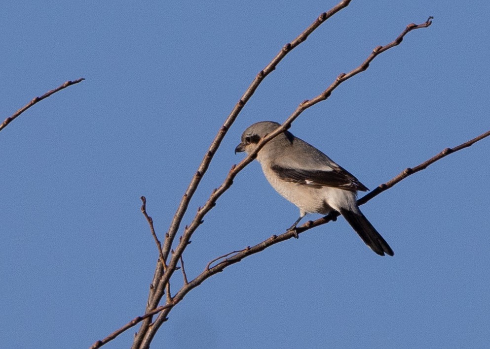 ťuhýk severní - ML645419489