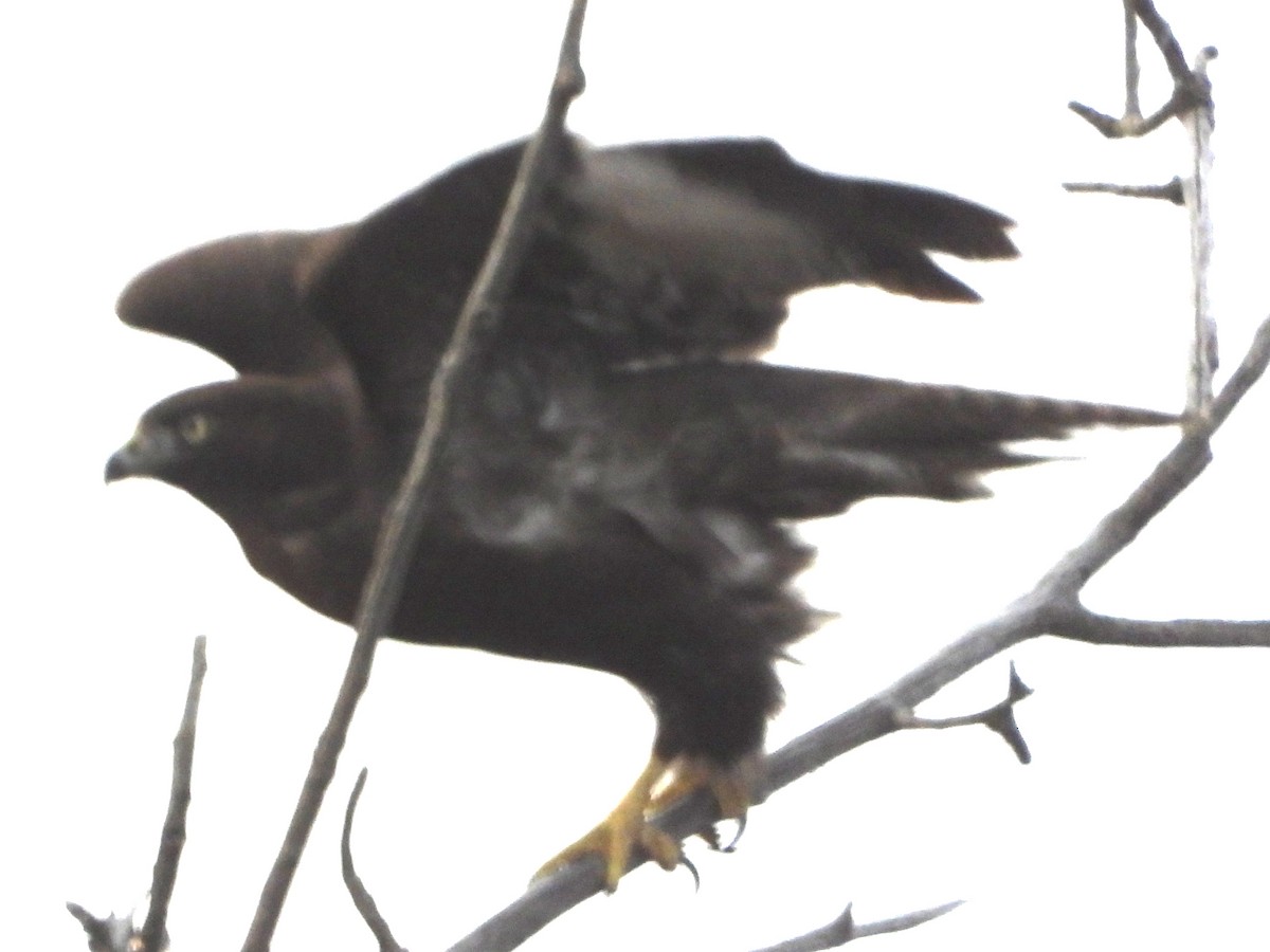 Red-tailed Hawk - ML645419490