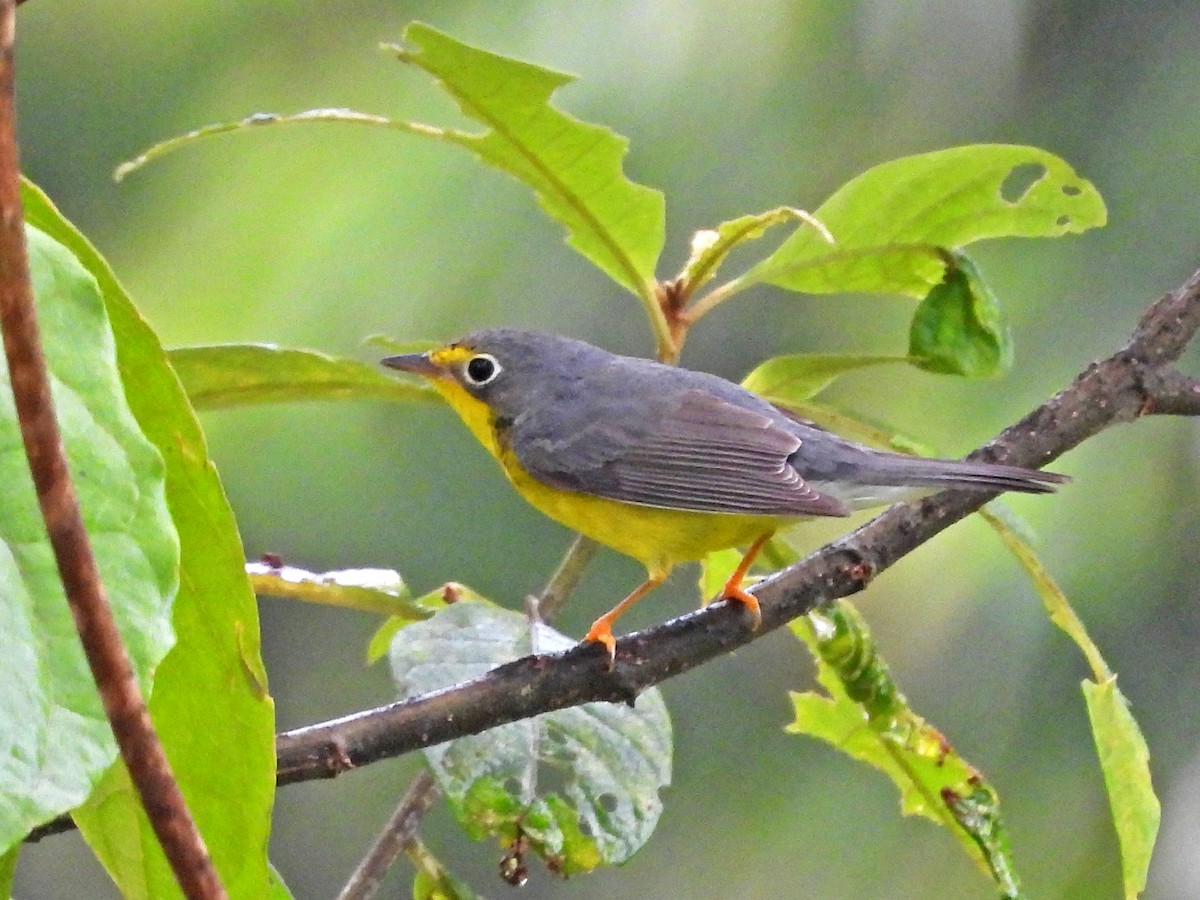 Canada Warbler - ML645419491