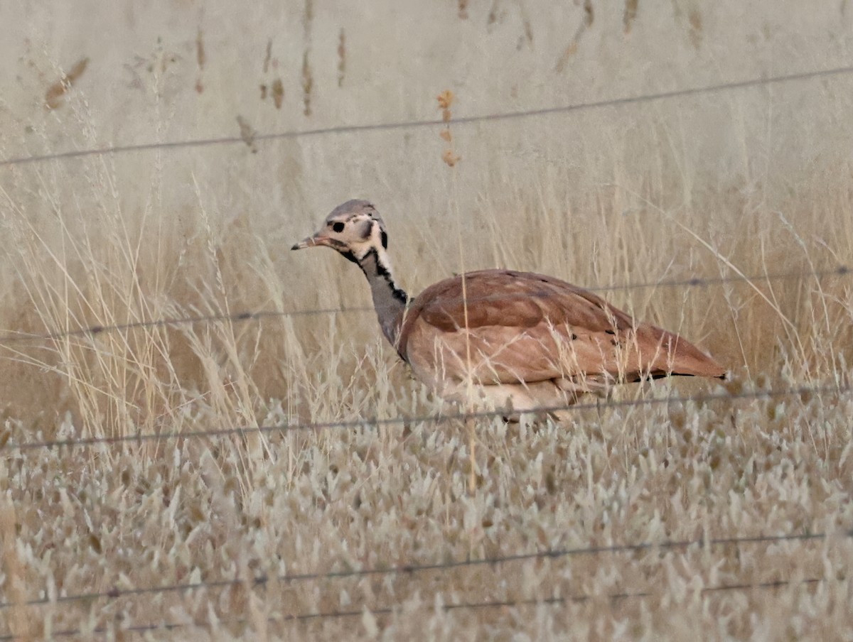 Rüppell's Bustard - ML645419495