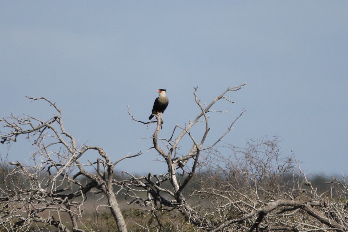Crested Caracara - ML645419502