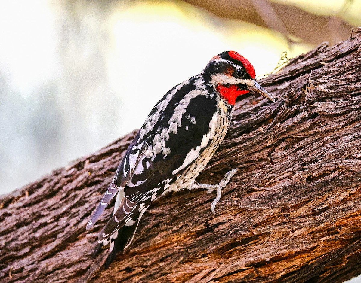 Red-naped Sapsucker - ML645419526