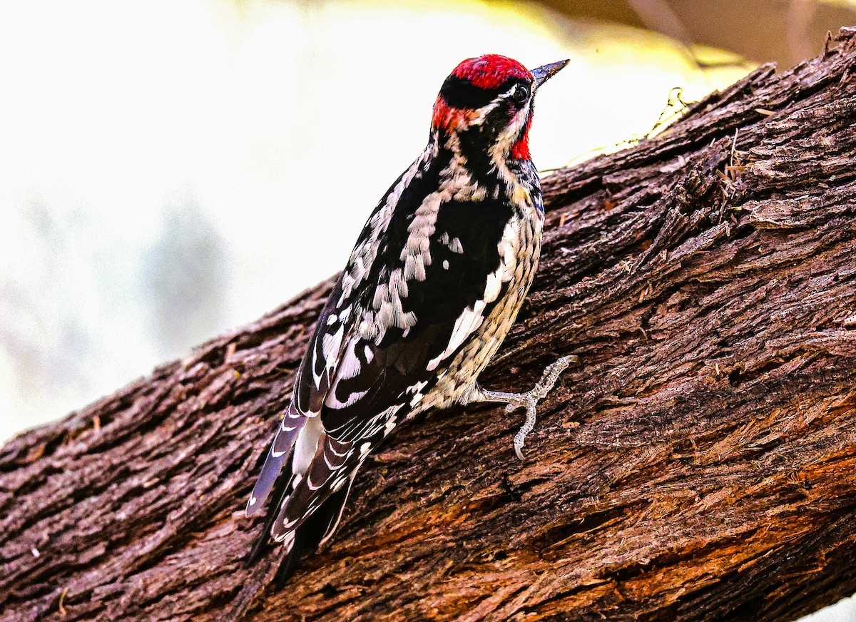 Red-naped Sapsucker - ML645419527