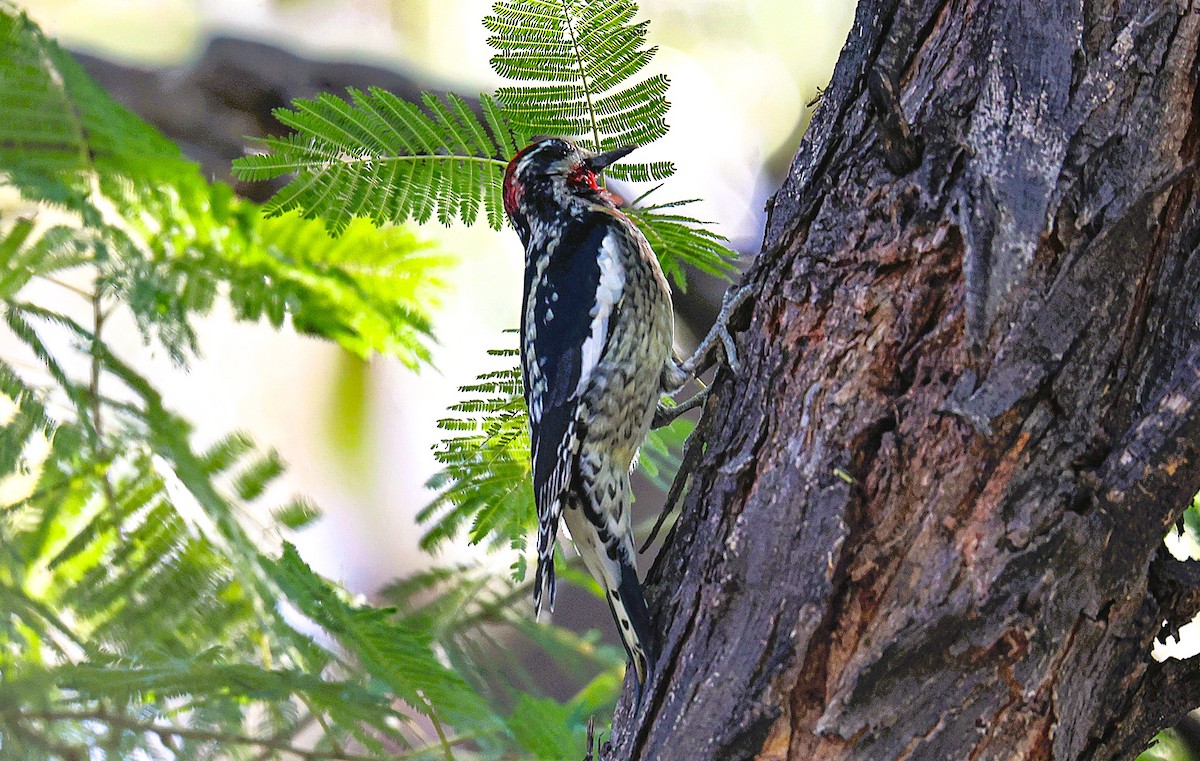 Red-naped Sapsucker - ML645419530