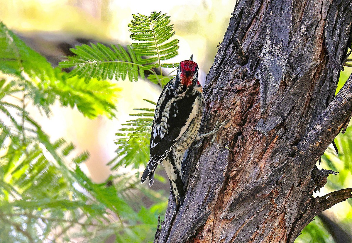 Red-naped Sapsucker - ML645419531