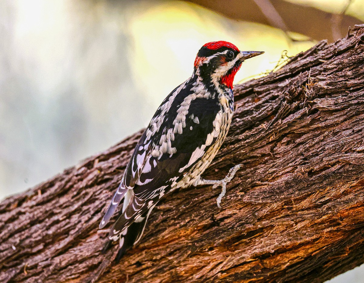 Red-naped Sapsucker - ML645419532