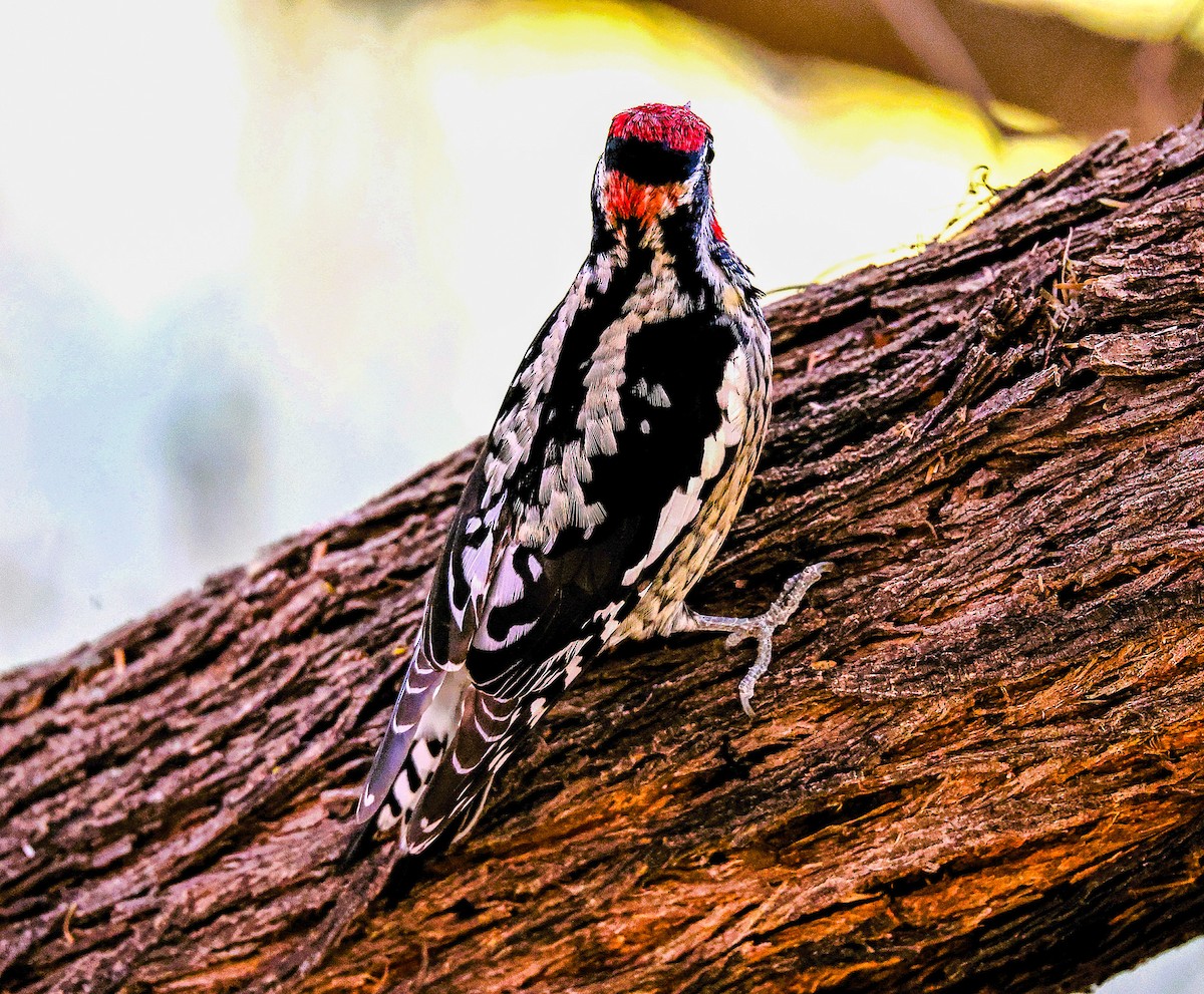 Red-naped Sapsucker - ML645419533