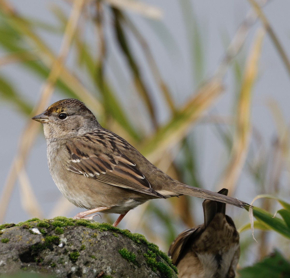 Чернобровая овсянка - ML645419537