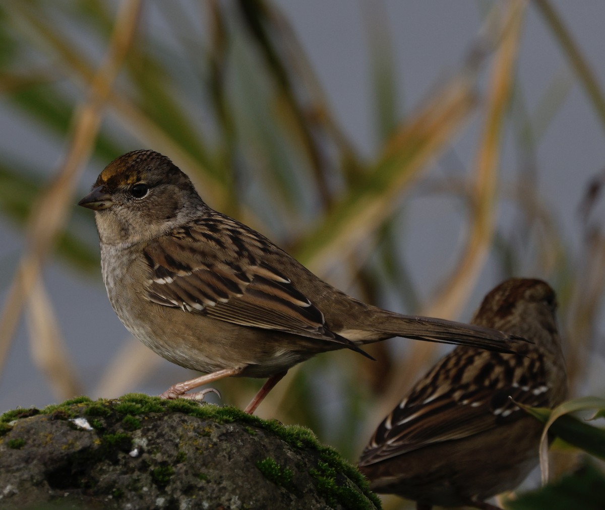 Чернобровая овсянка - ML645419538