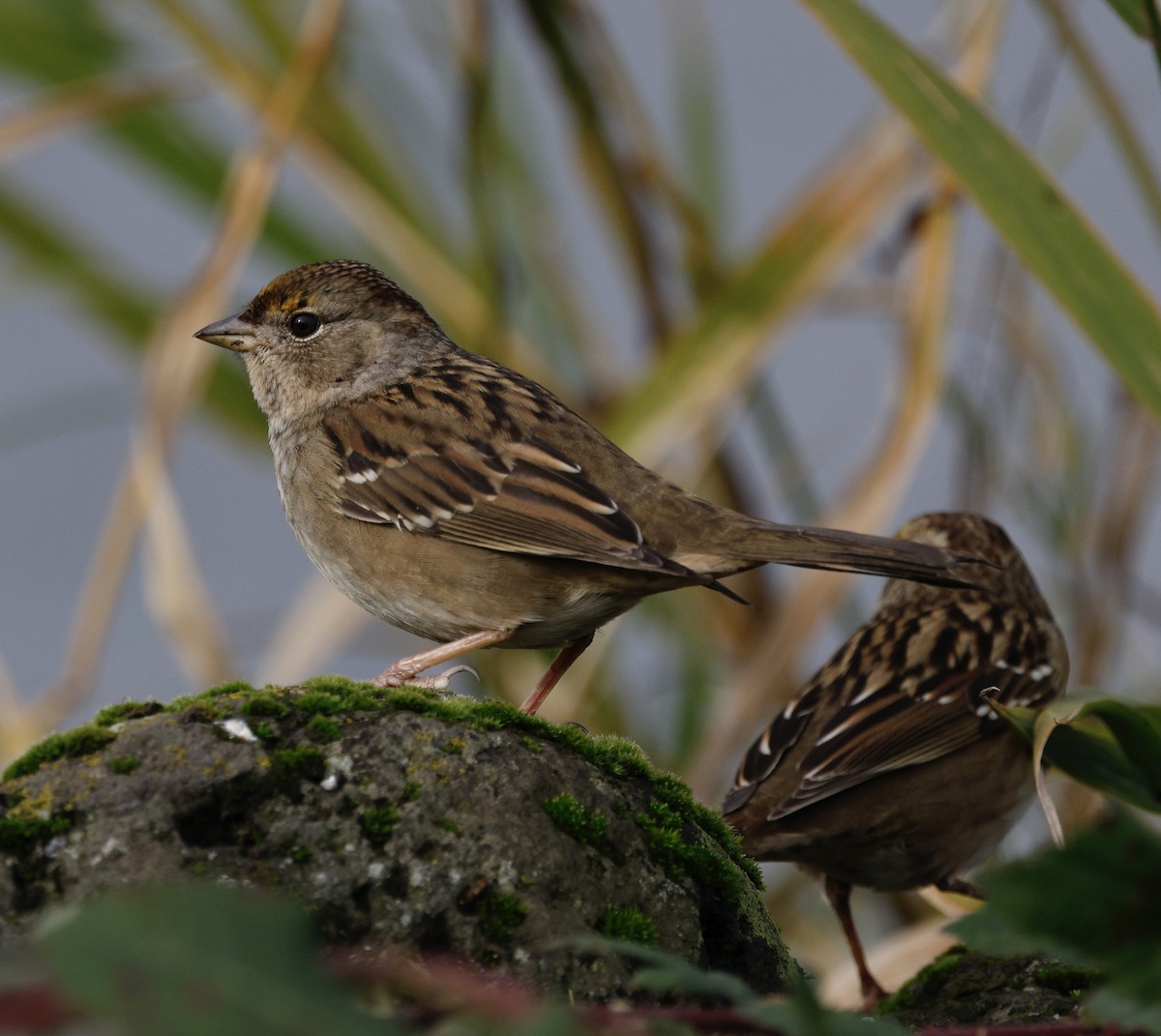 Чернобровая овсянка - ML645419539