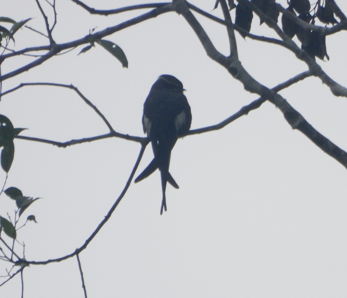 Усатый клехо - ML645419540