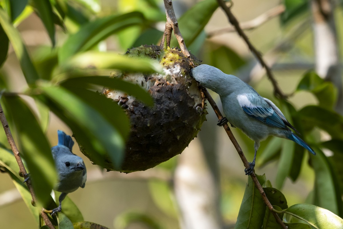 Blue-gray Tanager (White-edged) - ML645419547
