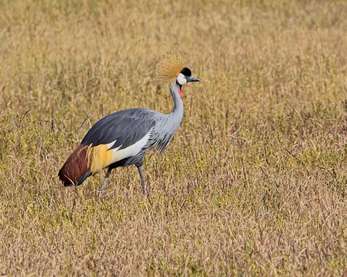 jeřáb královský - ML645419563